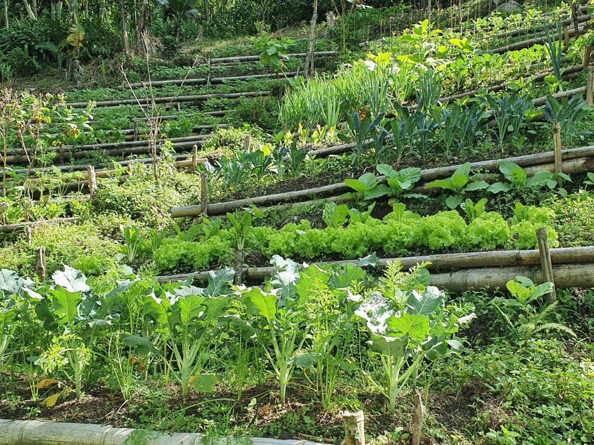 Ecofinca Fuente Alegre Cocorna Εξωτερικό φωτογραφία